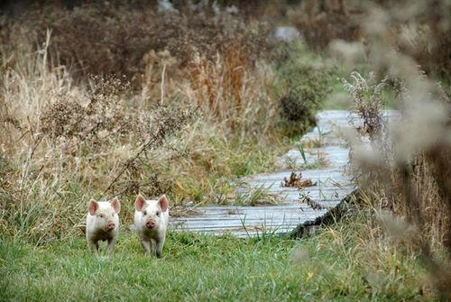 我們的環(huán)境會(huì)好嗎？——“數(shù)說(shuō)”大氣、水、土壤污染防治三大戰(zhàn)役